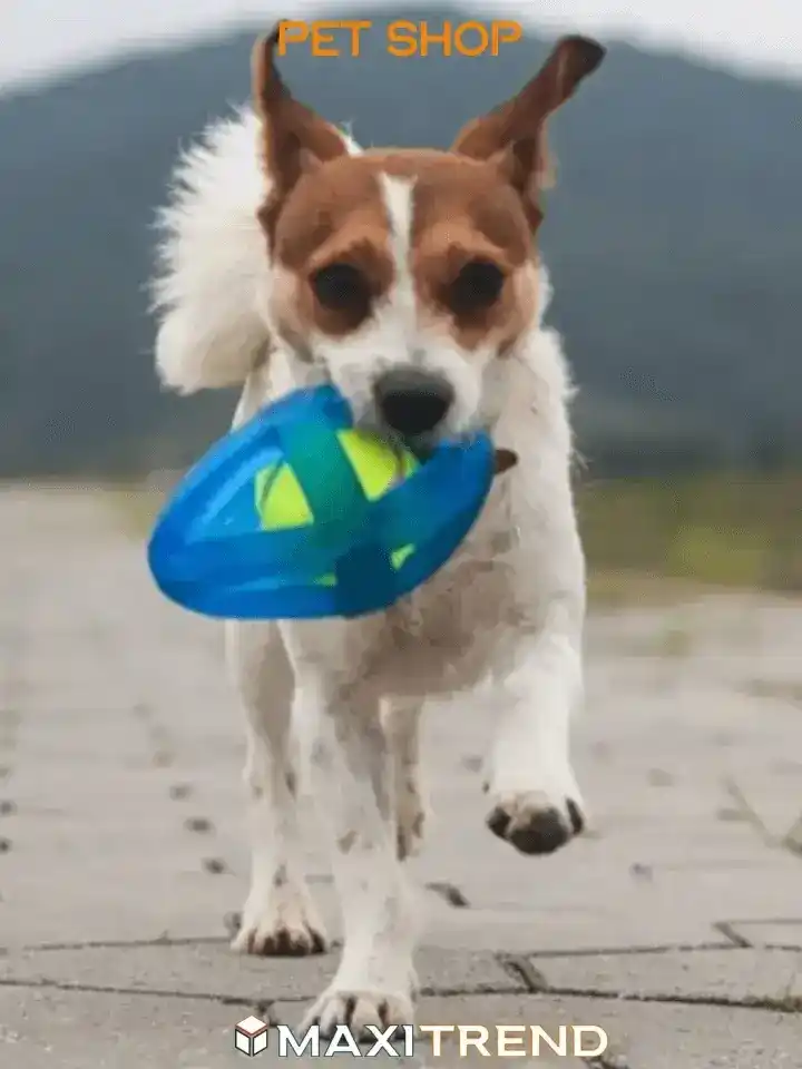 pet_shop1.webp